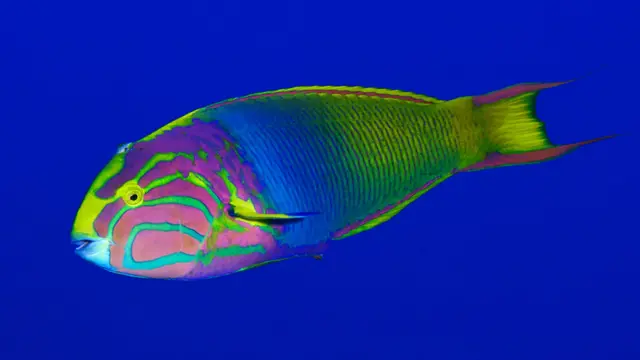 Foto gentileza de Oceana/Eduardo Sorensen