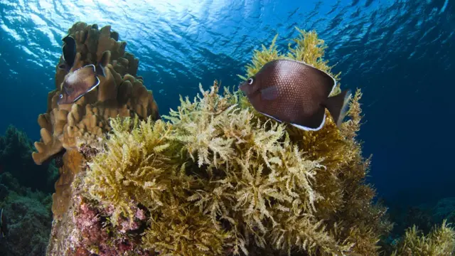Foto gentileza de Oceana/Eduardo Sorensen