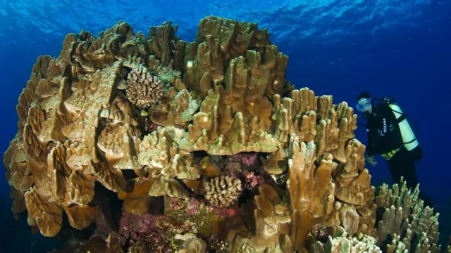Foto gentileza de Oceana/Eduardo Sorensen