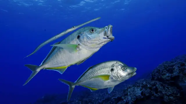 Foto gentileza de Oceana/Eduardo Sorensen