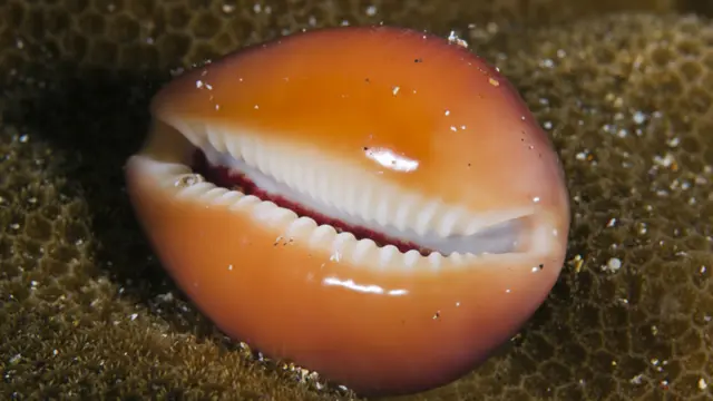 Foto gentileza de Oceana/Eduardo Sorensen