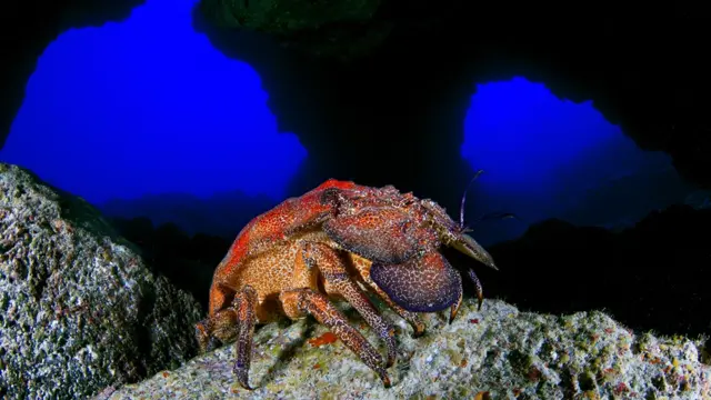 Foto gentileza de Oceana/Eduardo Sorensen