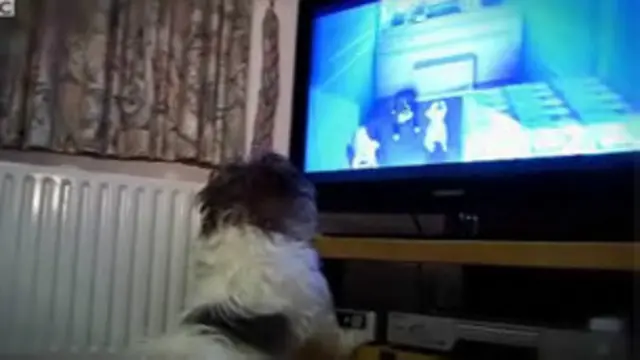 डॉग टीवी