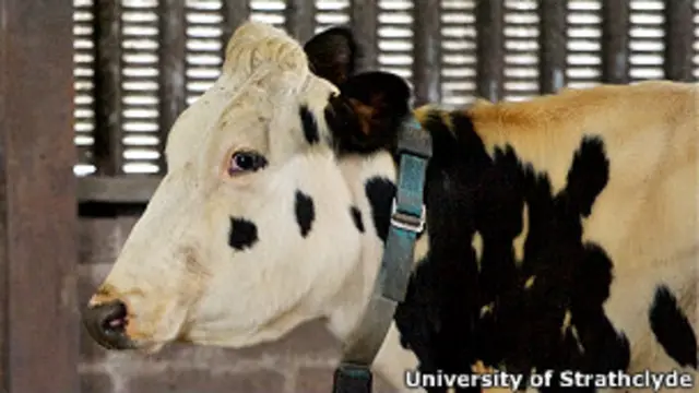 tecnologia de texto para vacas