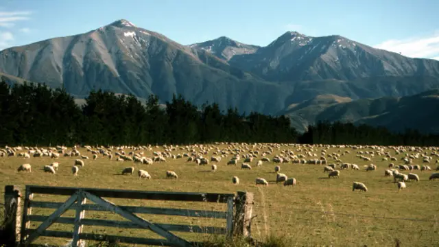 Peternakan di Selandia Baru