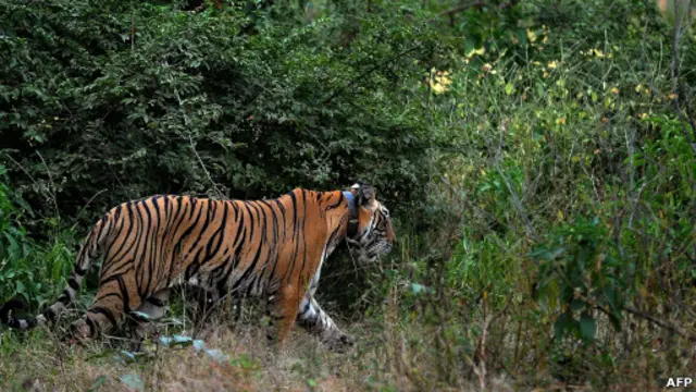 Harimau di salah satu taman nasional di Rajasthan, India.