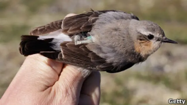 Collalba gris hembra