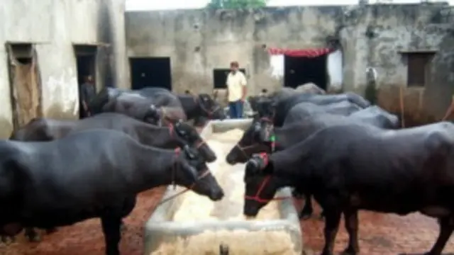 फाइल चित्र