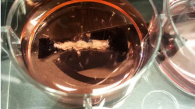 Емкость со стволовыми клетками