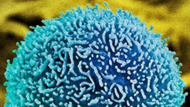 تر اوسهد داسې حجرو او تعاملاتو یوه هر اړخيزه شرح په لاس کې نه وه.