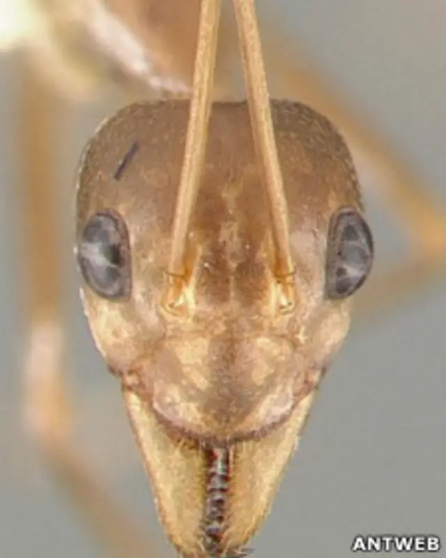 La hormiga verde defiende su colonia de los intrusos ayudada por la experiencia de sus compañeras