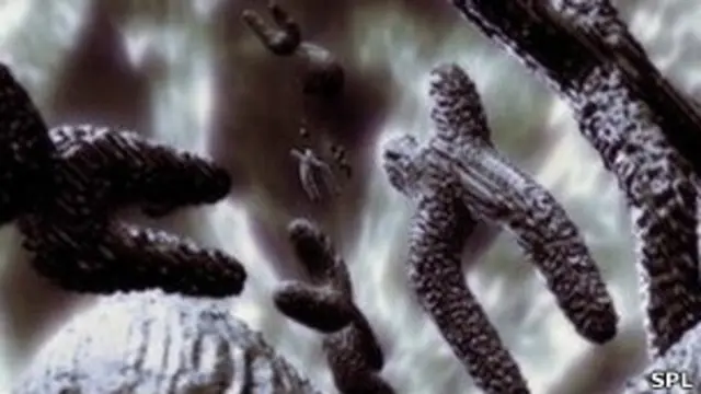 Y-хромосома