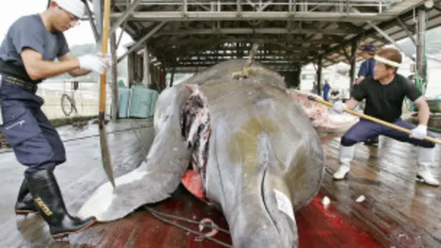 व्हेल शिकार