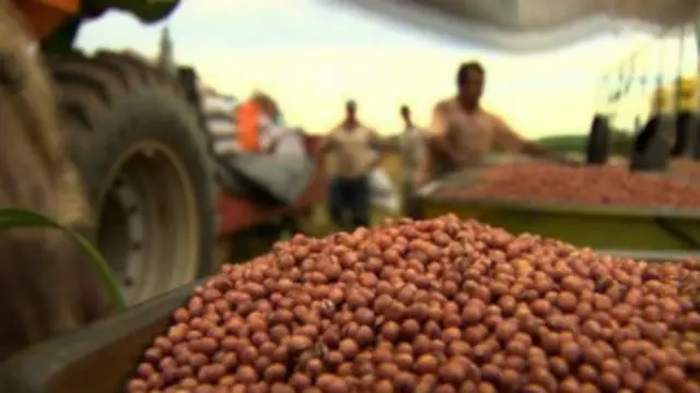 El 100% de la soja argentina es transgénica.