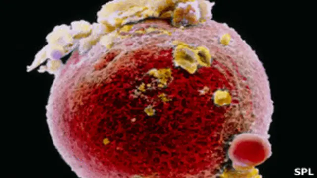 Pesquisadores americanos usaram técnicas semelhantes às aplicadas para criar a ovelha Dolly.