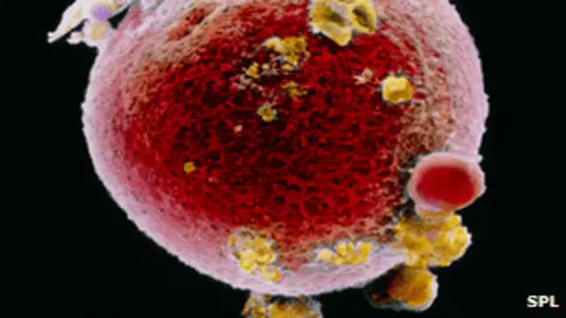 व्यस्क महिला में ऐसी स्टेम कोशिका खोजना संभव है जो प्रयोगशाला में नए अंडों को जन्म दे सके