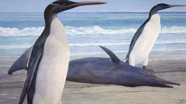 Pinguim Kairuku. Foto: Chris Gaskin / Geology Museum