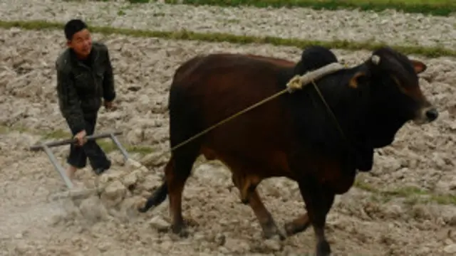 Nông dân Việt Nam