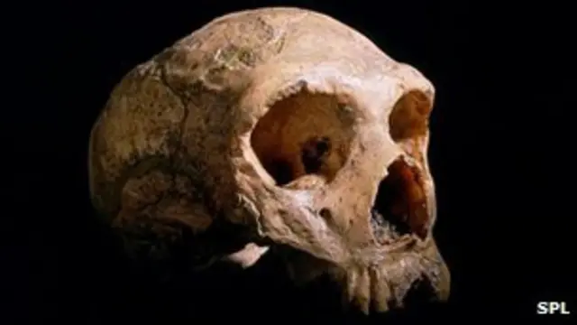 Fosil tengkorak manusia Neanderthal yang ditemukan di selatan Spanyol.