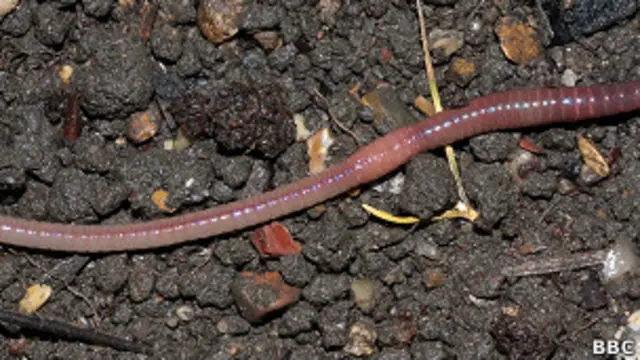 Lombriz de tierra