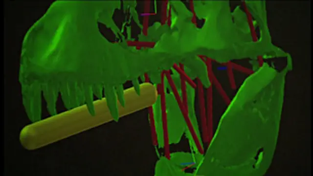 Foto: Karl Bates/Biology Letters