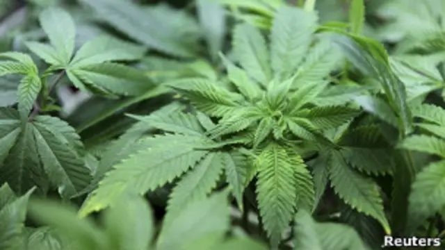 Planta de canabis
