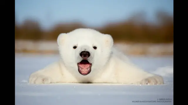 د دنمارک طبيعي بڼ کې د قطبي یږانو یو بچی. 