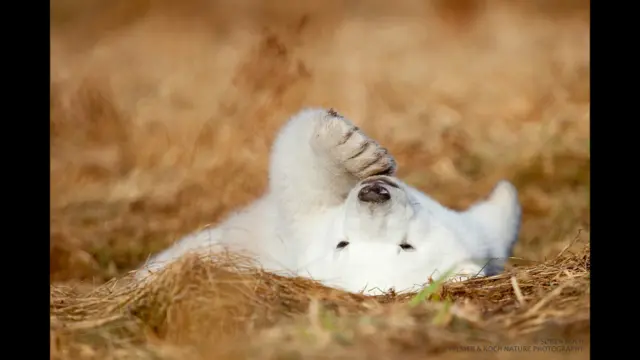 دغه یږان د ځمکې د تودوخې د ډېرېدو له کبله راپورته شوي، ځکه چې له کنګل پرته قطبي یږان ژوند ته ادامه نه شي ورکولی. 