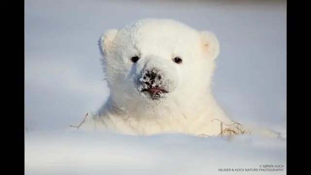 د قطي یږانو د ساتنې ټولنه تمه لري چې ګڼ شمېر یږان د نسل لپاره وساتي. 