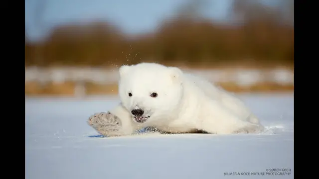 یو کوچنی قطبي یږ. 