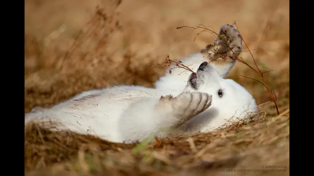 د یږانو ددفاع ټولنې وايي ټول خلک باید د یږانو د ساتنې ملاتړ وکړي. 
