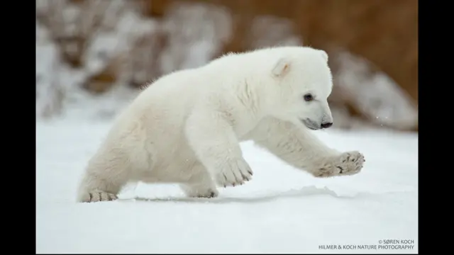 قطبي یږان معمولاً سوکاله او خوشاله ژوند لري. 