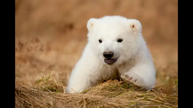 د قطبي یږانو په اړه د نورو انځورونو لپاره: www.polarbearcam.com www.explore.orgو ګورﺉ.