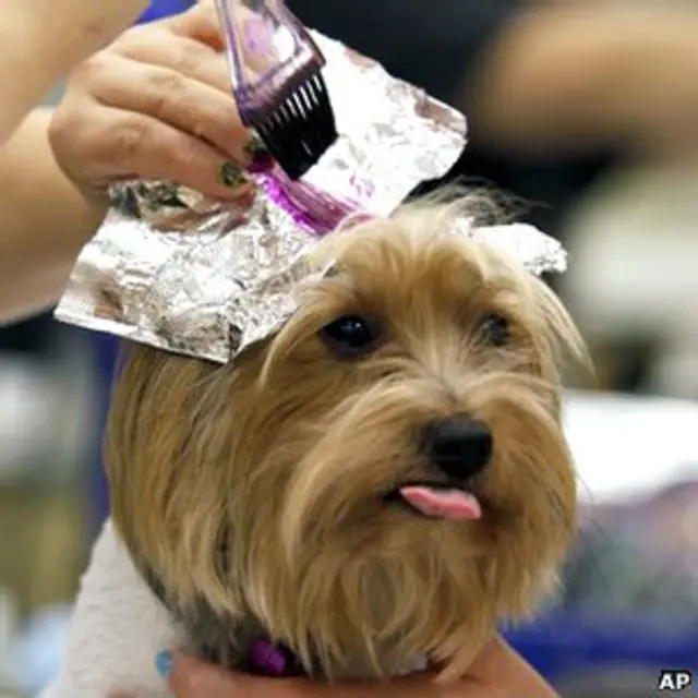 Домашняя собачка