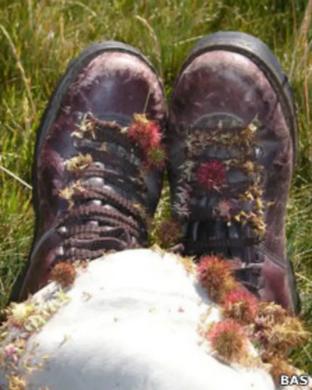 Ботинки с семенами