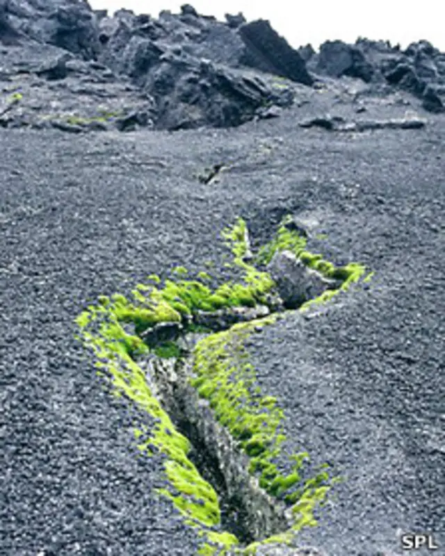 Musgos en torno a una grieta en el terreno en la Antártida