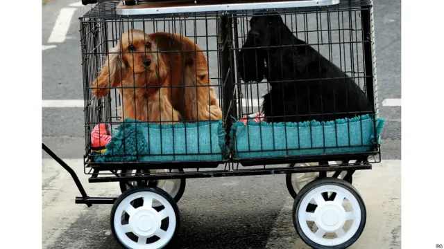 Dua ekor anjing diangkut ke arena