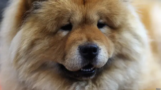 Chow Chow 