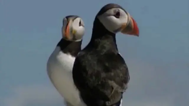 塑料垃圾给信天翁这样的海鸟造成巨大的伤害