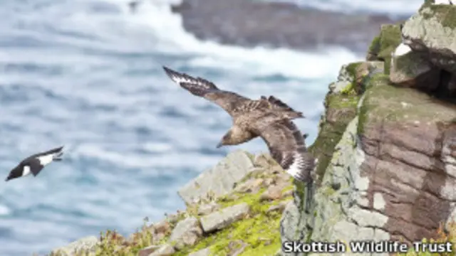 Большой поморник