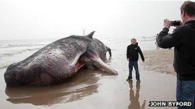 Turistas tiram fotos de baleia encalhada em Skegness