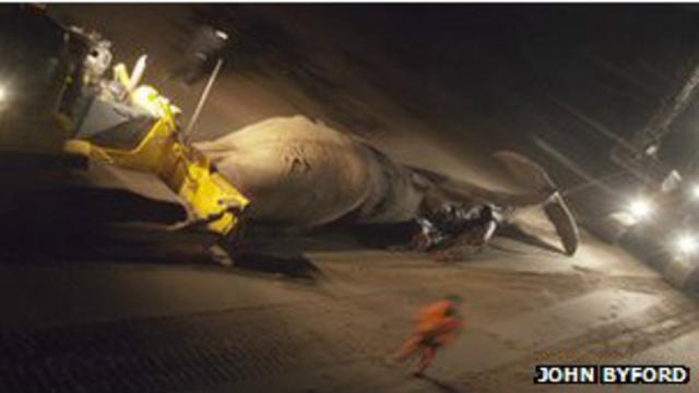 Equipes de resgate retiram baleia da praia