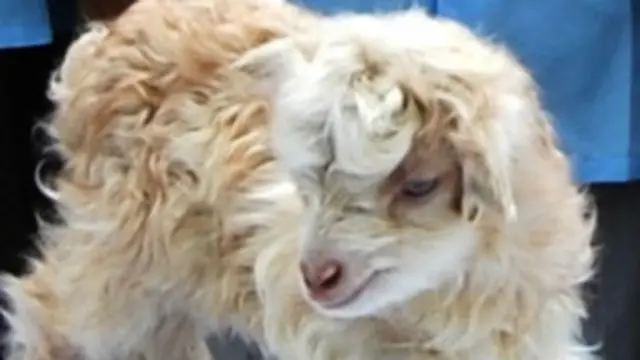 کلون کی گئی اس پشمینا بکری کا نام ’نوری‘ رکھا گیا ہے۔