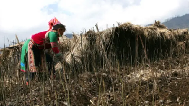 Làng Panwa trong bang Kachin là một nơi từng trồng nhiều thuốc phiện