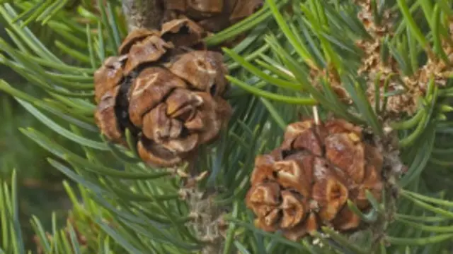 पायनन पाइन