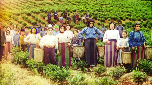 این افراد در حال درو محصول چای در گرجستان هستند. بیشتر آنها از یونانیان ساکن در گرجستان هستند که امروزه تقریبا از آنها اثری نمانده است