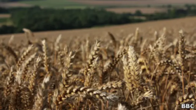Trigo | Crédito da foto: Reuters
