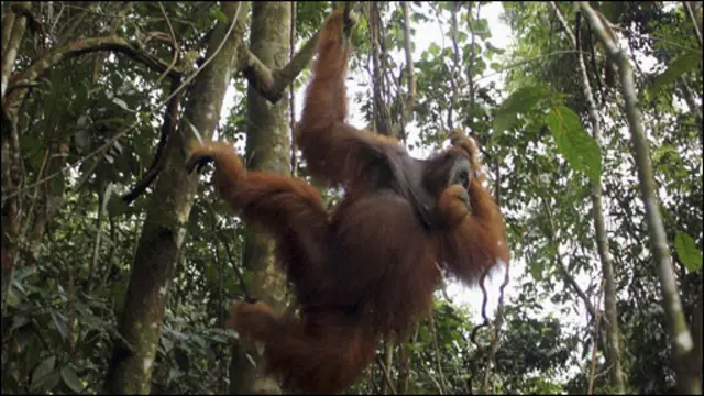 orang utan