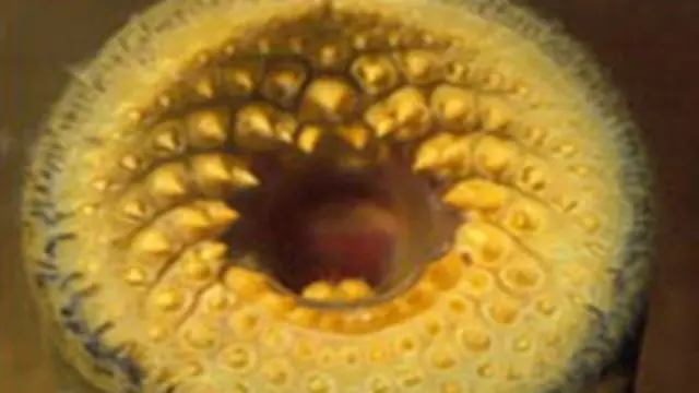 सी लैम्प्रे 