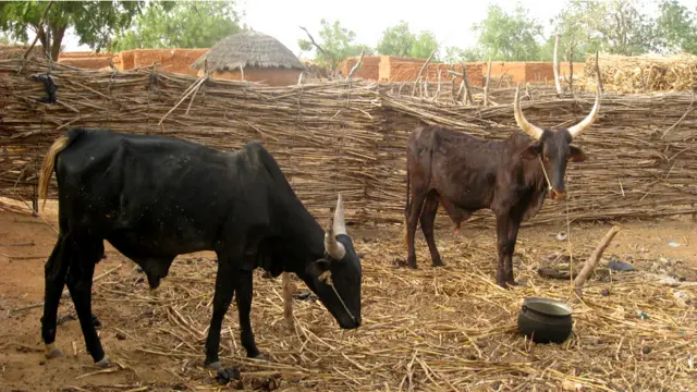 دغې وچکالۍ يوازې انسانان نه دي زيانمن کړي ،حيوانات هم د اوبو او څړ ځايونو د نشتوالي امله په بد ډول اغیزمن شوي دي.